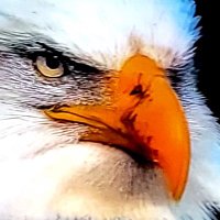 Standing up for truth and for freedom marcia👧 (@godforever99) 's Twitter Profile Photo Standing up for truth and for freedom marcia👧 (@godforever99) 's Twitter Profile Photo