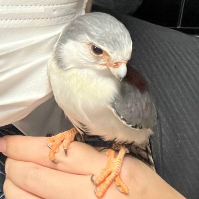 🦎🐍🐢🦇🦉🦅🐓🐦⬛🐖🐀🐟と暮らしてます。もう全くTL追えてないので、基本的にこちらからのフォローはしていませんが、メディア欄見て飼育ツイートされてる方と話す方はフォロバさせて頂きます。こちらからフォローを外す事も無いので外れていればご一報お願いします。ハイライトで「お気に入りの一枚」載せてます