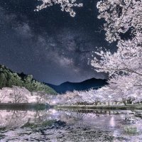 桜 (@ma_asa_7777) 's Twitter Profile