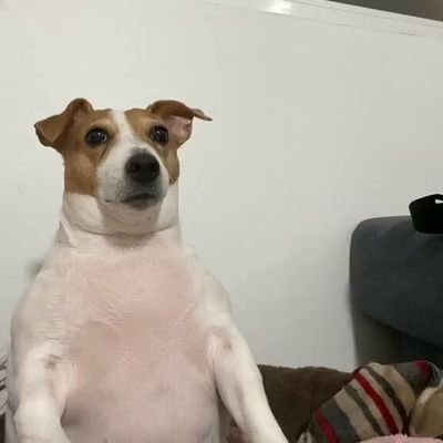 bebellthallia's profile picture. 