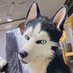 麥林 マグナム@東京都&北海道へ旅行 🐺 (@magnum3182133) Twitter profile photo 麥林 マグナム@東京都&北海道へ旅行 🐺 (@magnum3182133) Twitter profile photo