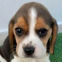 lucca (@esquizzzodoido) 's Twitter Profile Photo