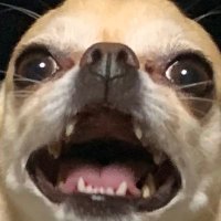 ニモ👾 (@nimonimo1110) 's Twitter Profile