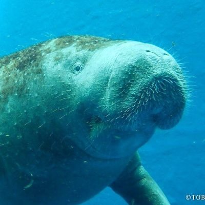 hitori_hitori_T's profile picture. ゲーム/アニメ/読書/ＤＪ/ダイビング/動物…　日記感覚でポストしてます