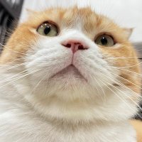 cat gives code (@sexsex2568) 's Twitter Profile Photo cat gives code (@sexsex2568) 's Twitter Profile Photo