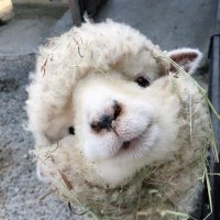 日日 (@ohhhhh_zz) 's Twitter Profile Photo 日日 (@ohhhhh_zz) 's Twitter Profile Photo