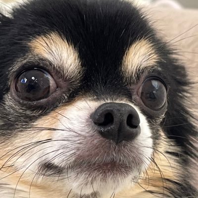 mola_ten0094's profile picture. 07/♀/CANDY TUNE 桐原美月ちゃん💙 あめちゃんなりたてです🙇🏻‍♀️