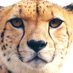 Cheetah (@cheetahfuck) Twitter profile photo Cheetah (@cheetahfuck) Twitter profile photo