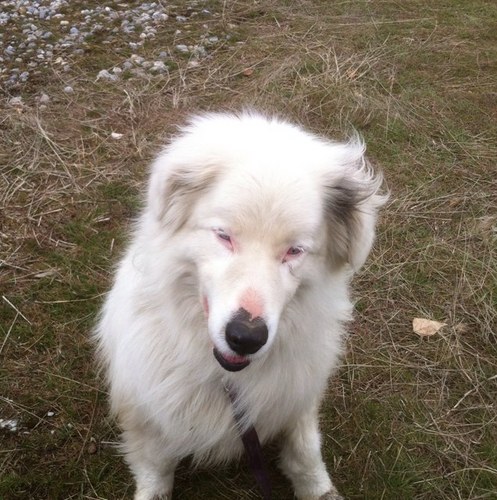 scoflow's profile picture. A half confused man and his pushy dog