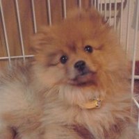 ころん (@collon_1029) 's Twitter Profile