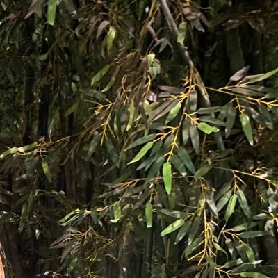 hyylaalaa's profile picture. .......