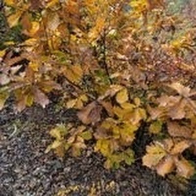 myphone6617's profile picture. 