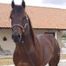 Loving Horse (@loving_horse) Twitter profile photo Loving Horse (@loving_horse) Twitter profile photo