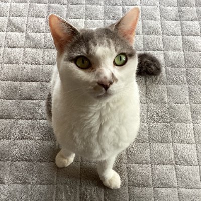 KeikoK1212's profile picture. エンジニア | メインはPHP | Java、Rails、React Native | Java Script好き | 30代後半(小声) | EM修行中 | 相棒は猫のコタロウ | 音楽、ゲーム、サンリオ、ジブリ、陸上、雑多なことも💐