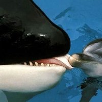 taei (@dicexotice) 's Twitter Profile Photo