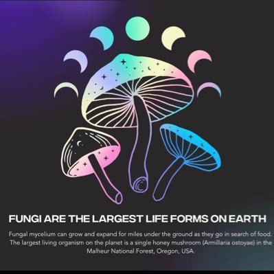 An interactive art movement linking visions into a self manifesting destination🍄. Please help me grow back this account old account got hacked @maxhilson01