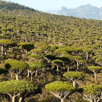 Monitoring climate and environmental conditions in Yemen, Interested in climate change and environmental protection