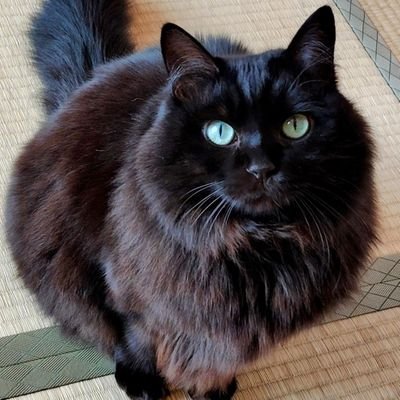 blackcatmoka's profile picture. 出会いは2013/10/13
保護黒猫ジジ(ｵｽ)の生態 。
黒猫好きさんと繋がりたい飼い主ぶるまん。
先代保護猫はパク(17歳にて没)とシュワ(18歳にて没)