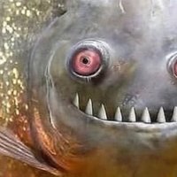 Stopik (@stopitik) 's Twitter Profile