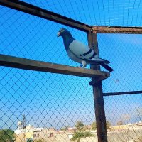 ہم مسافر تم مسافر (@mm51296) 's Twitter Profile