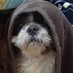 犬の小二郎(小次郎でもOK) (@gen7seimak) Twitter profile photo 犬の小二郎(小次郎でもOK) (@gen7seimak) Twitter profile photo