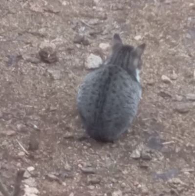 SerhatAyka38369's profile picture. 