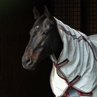 ぶるらぴ (@bluerapid313) 's Twitter Profile