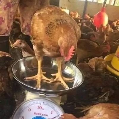 lueshi2019's profile picture. 