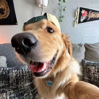 acervo doguinhos (@acervodoguinhos) 's Twitter Profile Photo acervo doguinhos (@acervodoguinhos) 's Twitter Profile Photo