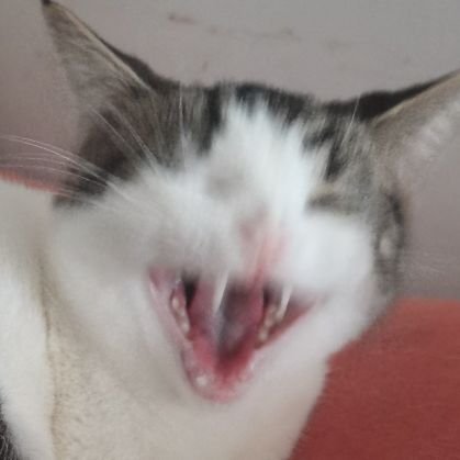 Shaw_QvQ's profile picture. 放图和吃饭用，画点自己爱看的｜NSFW🔞注意