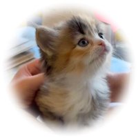 ピノココ🐾サイベリアン (@mfmfpinokoko) Twitter profile photo