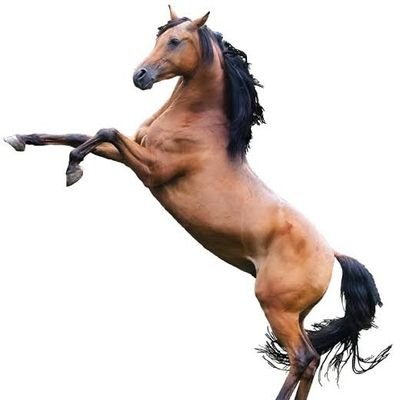 keibaharoman's profile picture. 年間収支+100万円目標。1レース1万円まで地方競馬あり
10/5現在8勝35敗収支+171320円