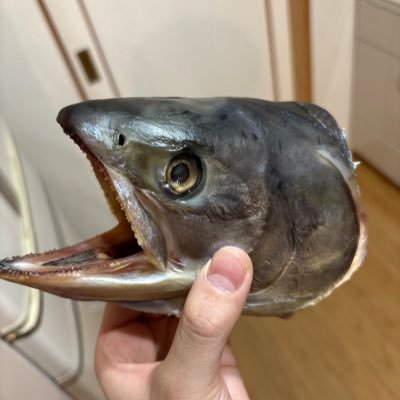 2FXlhgLr8u16755's profile picture. 釣りしてます 有尾目が好きです