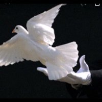 Murat Erdogan (@mur46833) 's Twitter Profile Photo