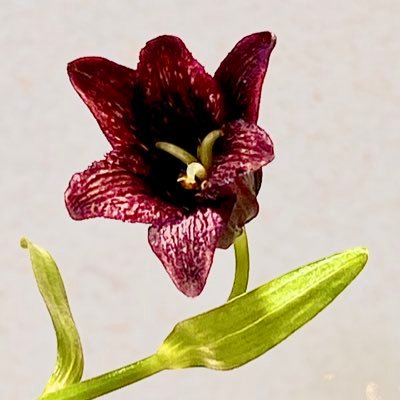 Lovelyflower (@Lovelyflower358) / Posts / X