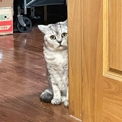 ChyiYaqing's profile picture. Do. Or do not. There are not try.