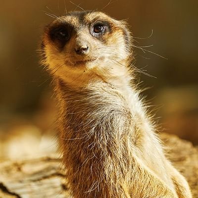 anxalua's profile picture. Kdramas y FT Island.
#AdoptaNoCompres