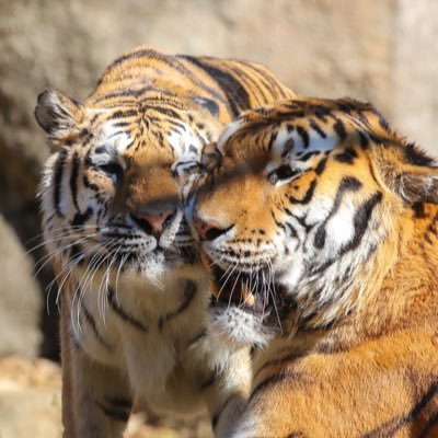 RISA (@hanapuki315) / X