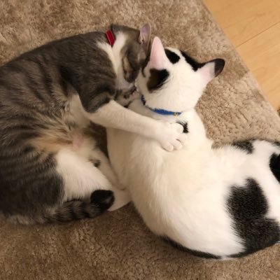 Saku9Merablog's profile picture. サクメラ6さい💕メラちゃん腎不全のケア頑張ってます。BUN140 クレアチニン8.78→ BUN37.7クレアチニン1.57  サクメラのイラストグッズ➡️∞ SUZURI https://t.co/aYbEBsztvj