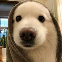noah (@agilityfps) 's Twitter Profile Photo