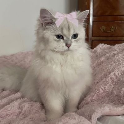 easy4winWin's profile picture. https://t.co/LnTKfekbWZ

how i wish i was so lucky and won ☘️