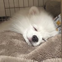 母助 (@nk3pome10) 's Twitter Profile Photo 母助 (@nk3pome10) 's Twitter Profile Photo