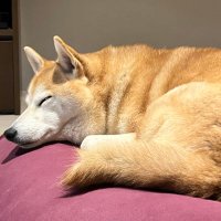 Maple (@256maple256) 's Twitter Profile