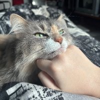 StitchFace (@stitchfacer) 's Twitter Profile