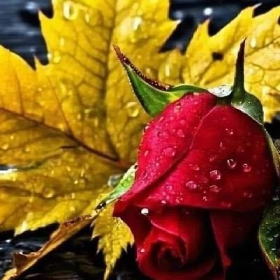( اللهم اتنا من لدنك رحمة وهياء لنا من امرنت رشدا)
(عسى ان يؤتينا ربنا اقرب من هذا رشدا)
