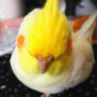 ツナ🦜 (@tuna_kan28) 's Twitter Profile Photo ツナ🦜 (@tuna_kan28) 's Twitter Profile Photo