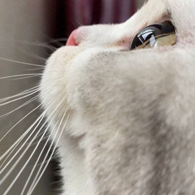 kekexmg's profile picture. 