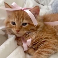 aimee (@ssunghoism) 's Twitter Profile Photo aimee (@ssunghoism) 's Twitter Profile Photo