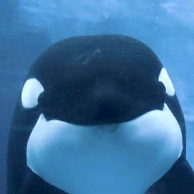 海獣がすき🐬🦭🦦シャチ沼にどっぷりハマった人!iPhoneとミラーレスで写真を撮る初心者です📸日々皆さんのお写真に癒されてます😌✨️ 年パス:スマシー、名古屋港