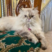 MeowMet (@myandretha14) 's Twitter Profile